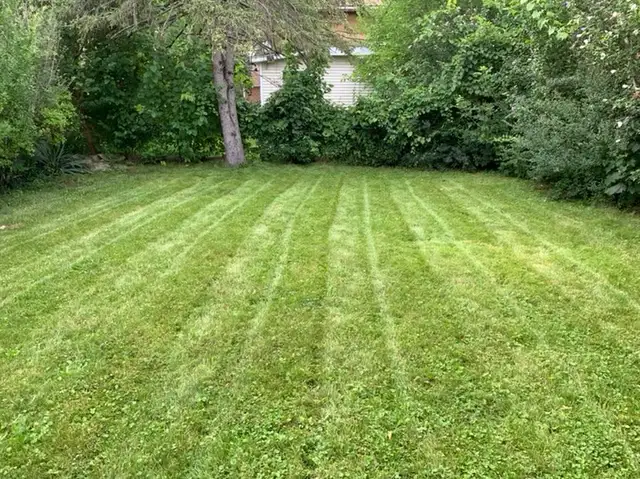 fall clean up/ grass cutting 63815759555459123
