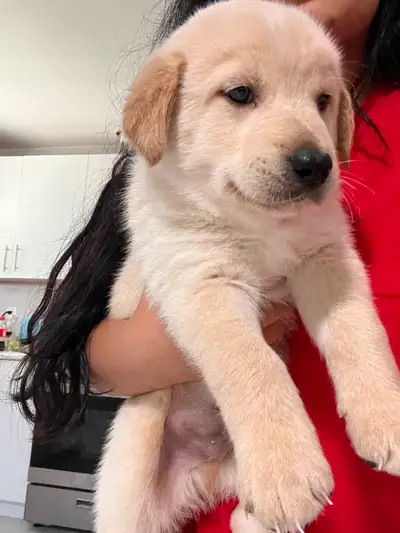 I have 4 male and 1 female puppies for sale. 2 black male 2 brown male and 1 black female. They were...