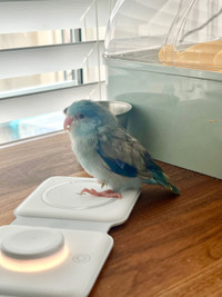 Baby handfed parrotlet