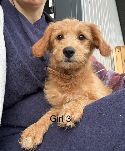 Mini Golden Doodles, View more