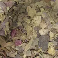 INDIAN ALMOND LEAF LITTER FOR YOUR AQUARIUM BIOTOPE - CATAPPA
