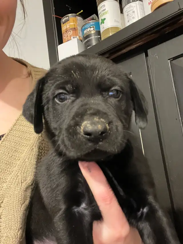 Vizsla / Black German Shepherd Puppies in Dogs & Puppies for Rehoming in Cornwall - Image 6