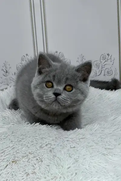 Hi, I'm Teddy British Shorthair boy, View more