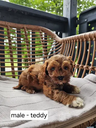 Adorable miniature cockapoo puppies for sale, View more