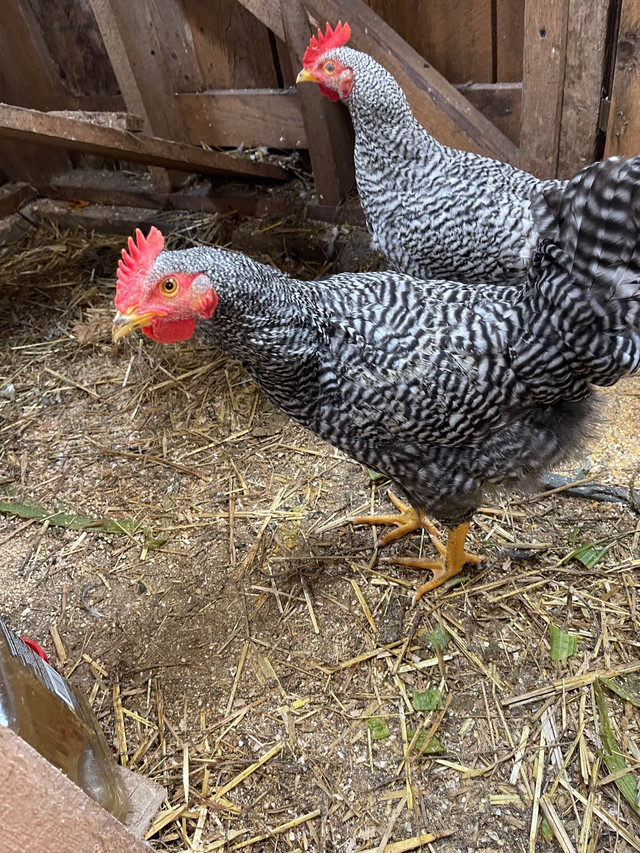 Plymouth Barr Rock Roosters and eggs in Livestock in New Glasgow