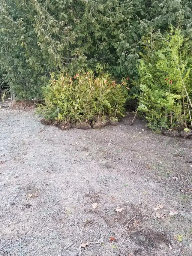 Cedar Trees $5 each4324732906569932810