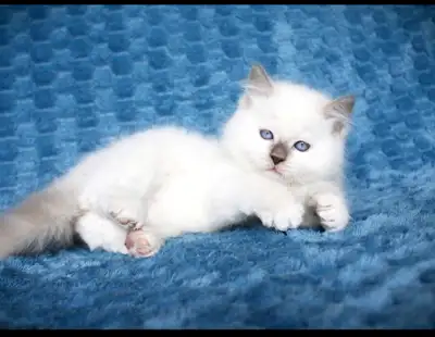 Beautiful Kittens For Good Homes, View more