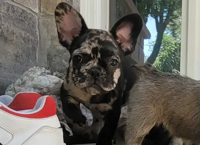 French bulldog puppy *price reduction * in Dogs & Puppies for Rehoming in City of Toronto - Image 8