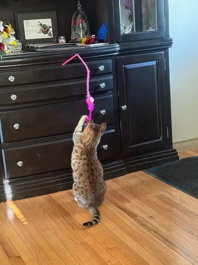 F5 Savannah Cat in Cats & Kittens for Rehoming in Calgary - Image 6