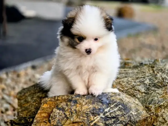 5 Beautiful purebred Pomeranian puppies in Dogs & Puppies for Rehoming in Penticton - Image 11