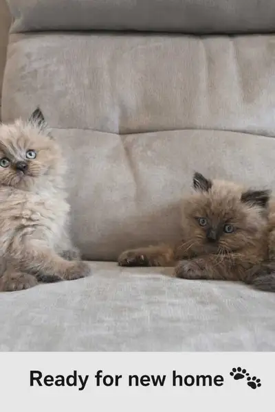 Himalayan / Ragdoll Kittens , View more
