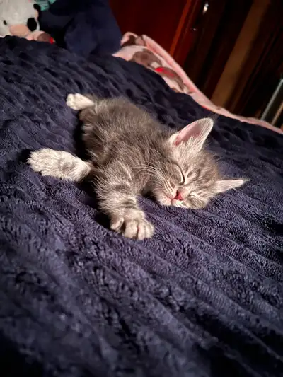 Maine coon cross kittens, View more