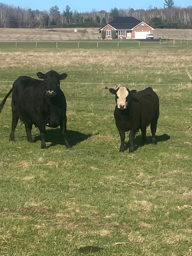 Black baldy bull  in Livestock in Trenton - Image 3