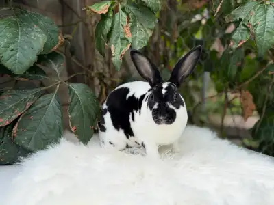 Jeunes mini rex castrés, View more