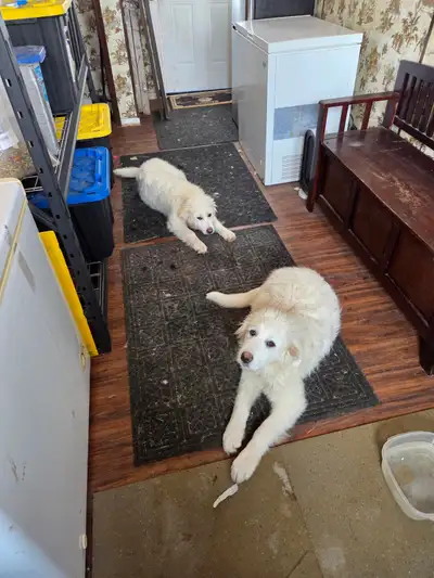 Livestock guardian dogs, View more