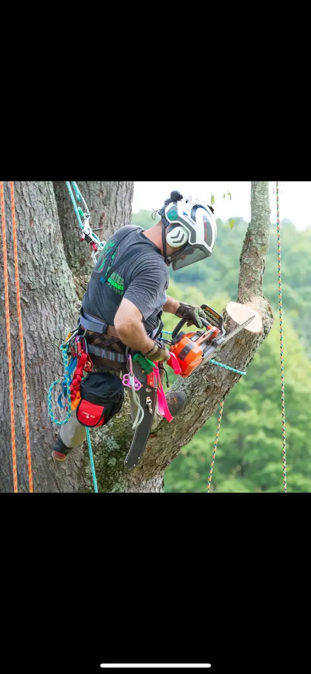 Tree Removal in Lawn, Tree Maintenance & Eavestrough in Oshawa / Durham Region - Image 7