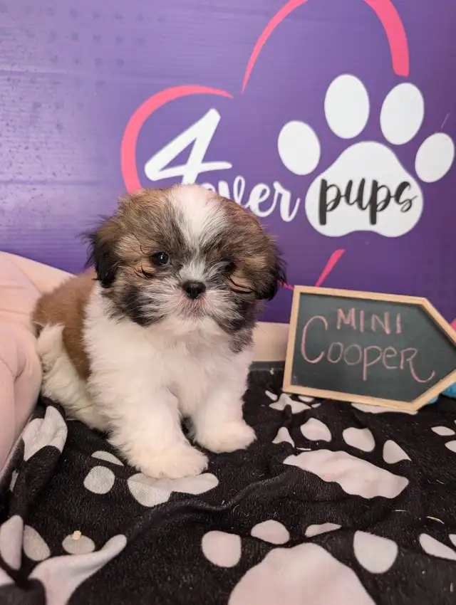 Shih-tzu pure puppies June 29**HYPOALLERGENIC in Dogs & Puppies for Rehoming in West Island - Image 7