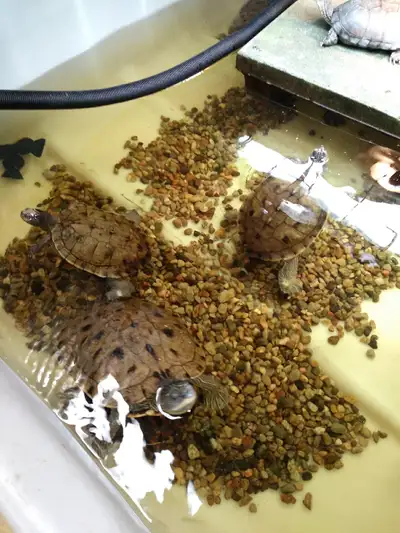 Breeding group false map turtles, View more