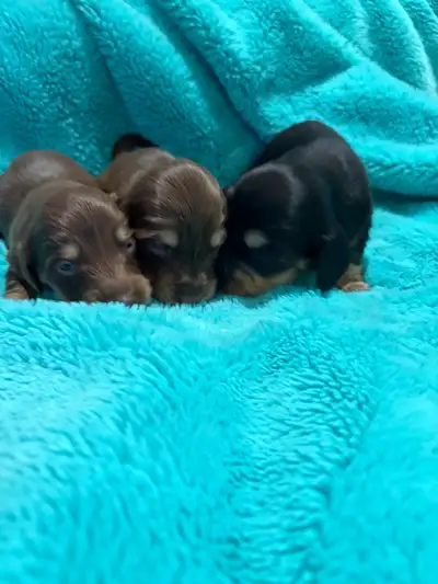 All pups sold!  Long Hair Mini Dachshunds, View more