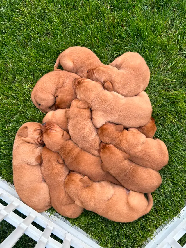 CKC Fox Red Labrador Retrievers (OFA Tested) in Dogs & Puppies for Rehoming in Norfolk County - Image 7