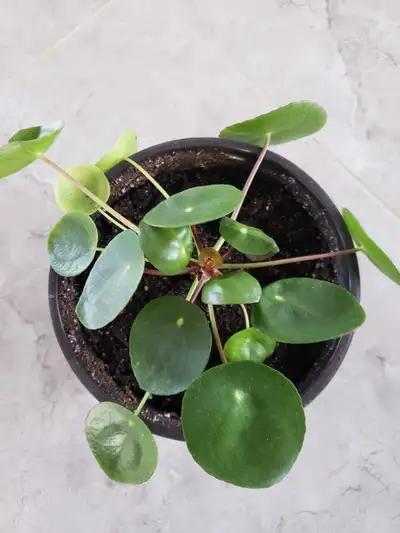 This Pilea peperomioides, also known as the Chinese Money Plant, is ready to bring some good fortune...