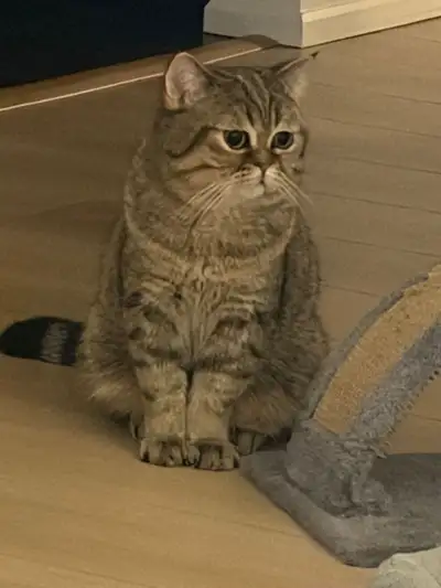 British Short Hair, View more