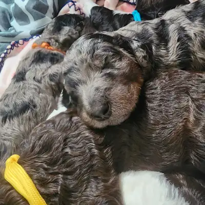 Standard Poodle Puppies, View more