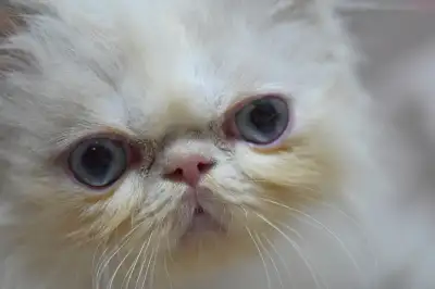 sweet Persian kitten girl, View more
