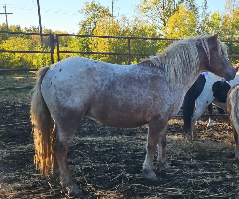 Appy Pony Bred To Appy Stud | Horses & Ponies for Rehoming | St. Albert ...