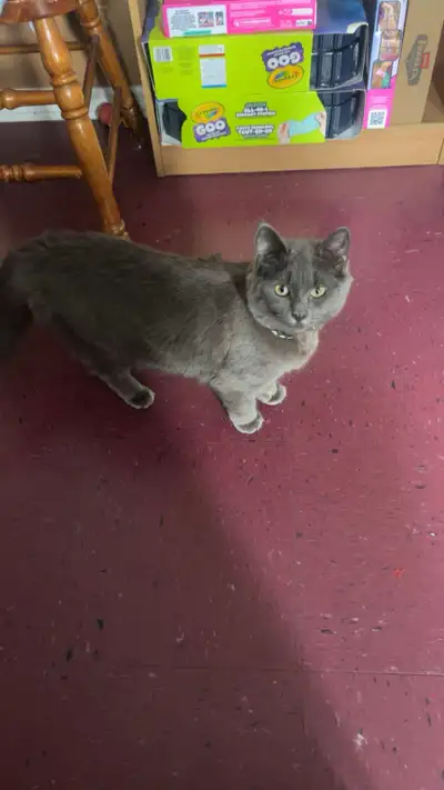 cat for rehoming, View more