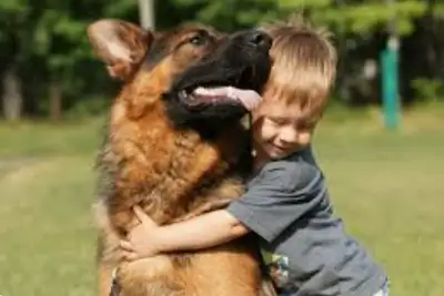 Chiot male Berger Allemand CKC German Shepherd male., View more
