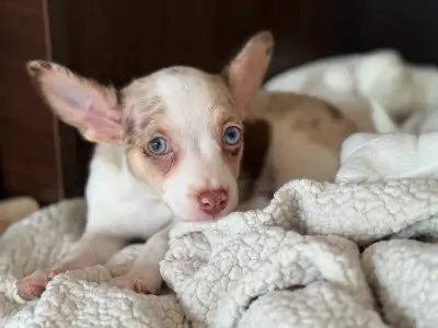 Chiot Chiwawa mâle merle rouge ne le 24 avril 2025, View more