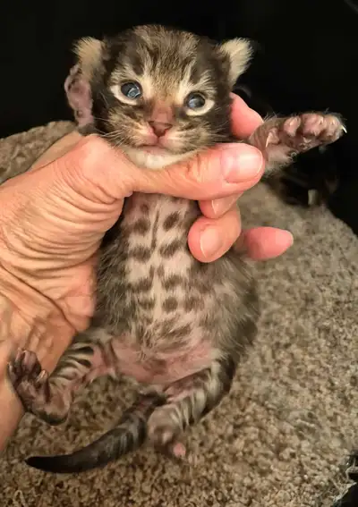 SERVAL HYBRIDS ( SAVANNAH )HIGH PERCENT F2  F3 KITTENS, View more