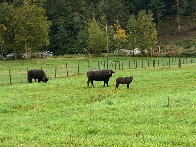 Water Buffalos for sale  in Livestock in Chilliwack - Image 4