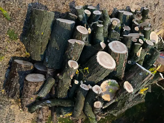 free firewood nicely cut. see pictures! in Free Stuff in City of Toronto - Image 3