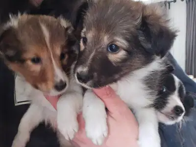 Chiots Berger Shetland (mini colley), View more