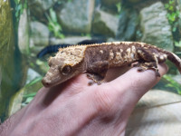 Sub adult male Crested Gecko