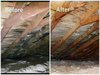 ATTIC MOLD REMOVAL , CERTIFIED FROM $500, (647-451-0493)