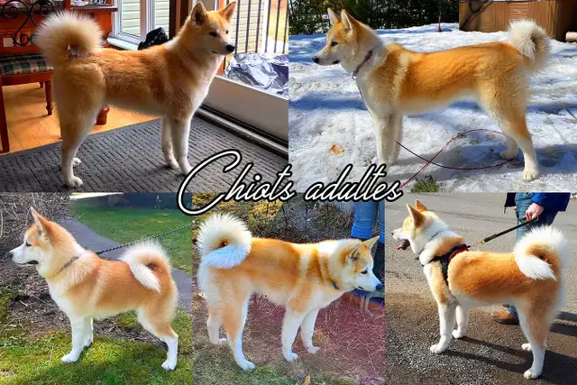 Chiots Samkita Inu puppies in Dogs & Puppies for Rehoming in Drummondville - Image 10