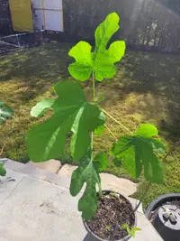 Fig Tree 3 ft tall Hardy Chicago
