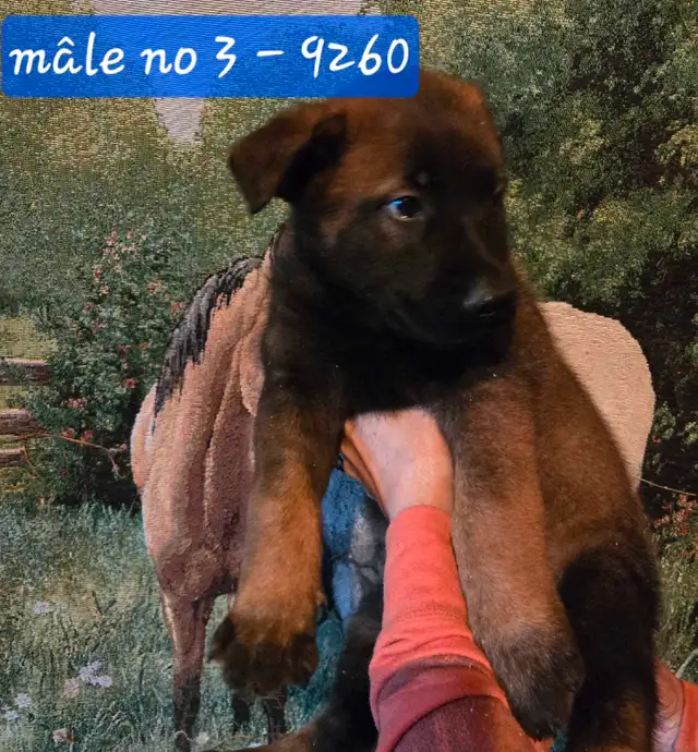 Beautiful Belgium Malinois  Dark Puppies  Magnifiques Malinois in Dogs & Puppies for Rehoming in Laval / North Shore - Image 3