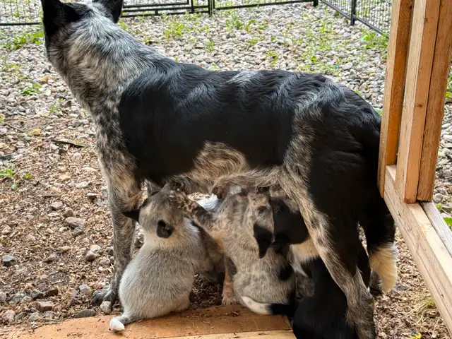 blue heeler puppies in Dogs & Puppies for Rehoming in Gatineau - Image 6
