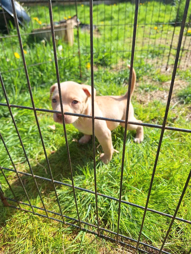 8 beautiful bully staffy blue nose puppies  in Dogs & Puppies for Rehoming in Mission - Image 3