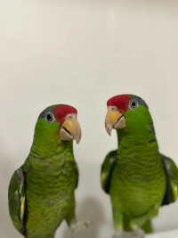 Extremely rare red fronted amazon parrot babies! poss delivery