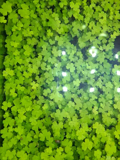 Hydrocotyle Tripartita Plant, Voir plus