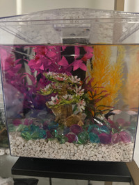 4 gallon aquarium  with betta 