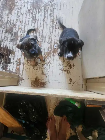 Puppies looking for a home !, View more