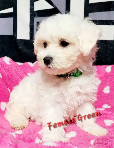 Beautiful Bichon Frise puppies, View more
