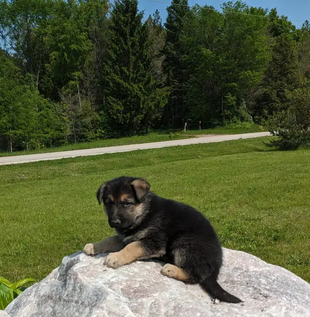 5 Czech Line CKC Registered Working Line German Shepherd in Dogs & Puppies for Rehoming in Owen Sound - Image 12