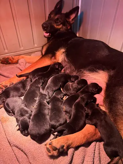 German shepherd puppies, View more